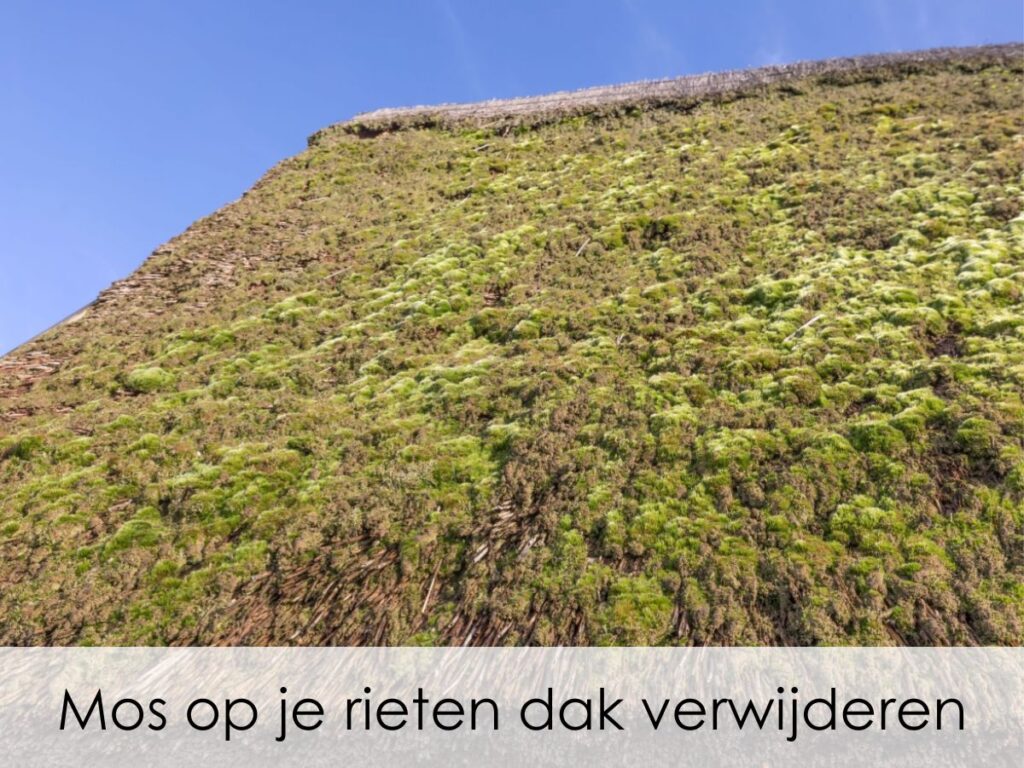 Mos op rieten dak verwijderen