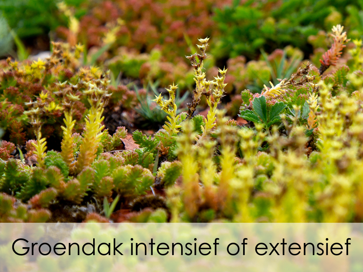 groendak intensief of extensief